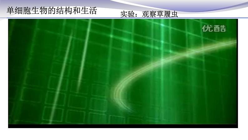 2.2.4 单细胞生物 课件 人教版七年级上册生物06