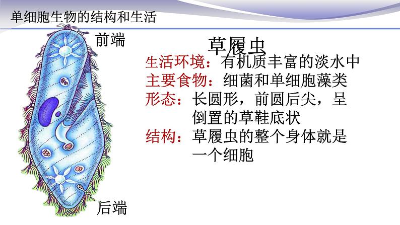 2.2.4 单细胞生物 课件 人教版七年级上册生物08