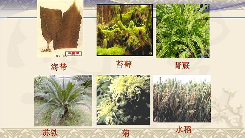 3.1.1 藻类、苔藓和蕨类植物-课件-人教版七年级上册生物05