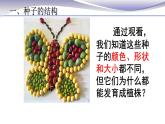 3.1.2 種子植物-課件-人教版七年級上冊生物
