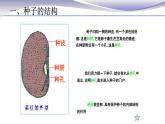 3.1.2 種子植物-課件-人教版七年級上冊生物