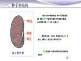 3.1.2 种子植物-课件-人教版七年级上册生物