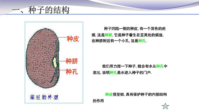 3.1.2 种子植物-课件-人教版七年级上册生物04