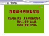 3.1.2 種子植物-課件-人教版七年級上冊生物