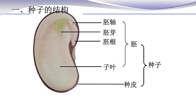 3.1.2 种子植物-课件-人教版七年级上册生物06