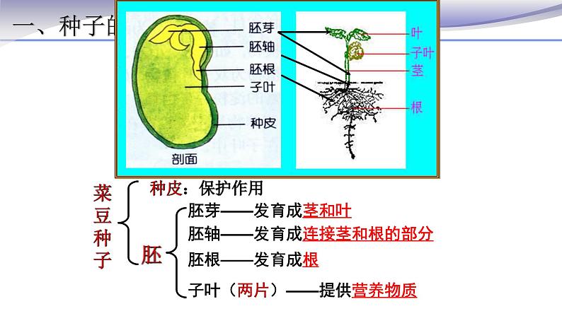 3.1.2 种子植物-课件-人教版七年级上册生物07