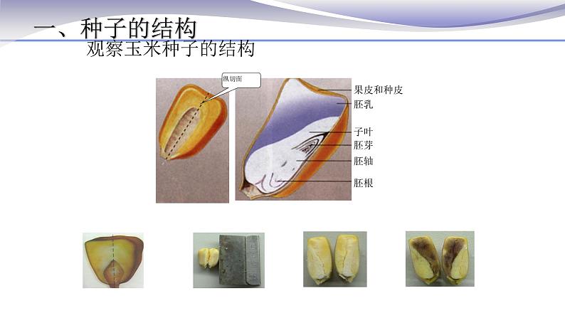 3.1.2 种子植物-课件-人教版七年级上册生物08