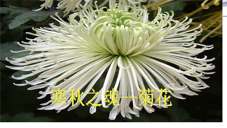 3.2.3 开花和结果-课件-人教版七年级上册生物01