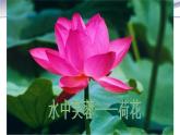 3.2.3 开花和结果-课件-人教版七年级上册生物