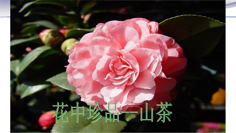 3.2.3 开花和结果-课件-人教版七年级上册生物04