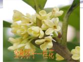 3.2.3 开花和结果-课件-人教版七年级上册生物