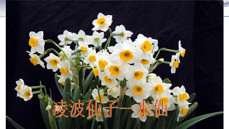 3.2.3 开花和结果-课件-人教版七年级上册生物06