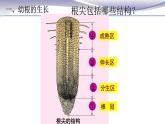 3.2.2 植株的生长-课件-人教版七年级上册生物