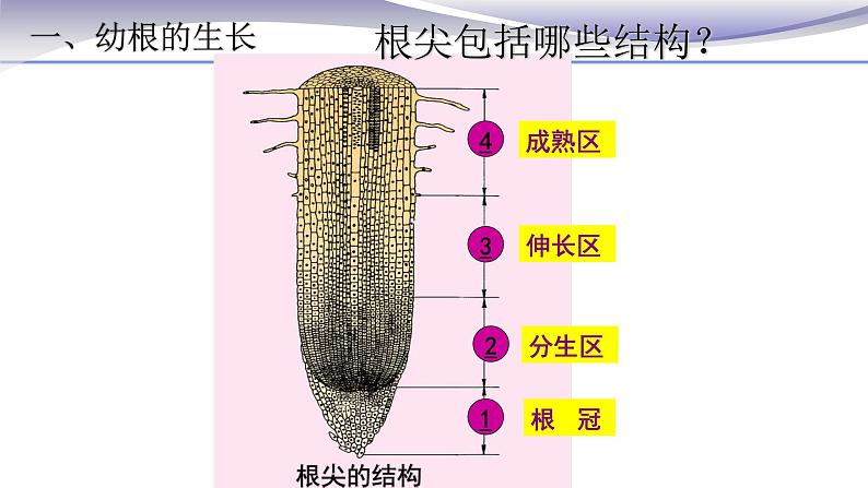 3.2.2 植株的生长-课件-人教版七年级上册生物04