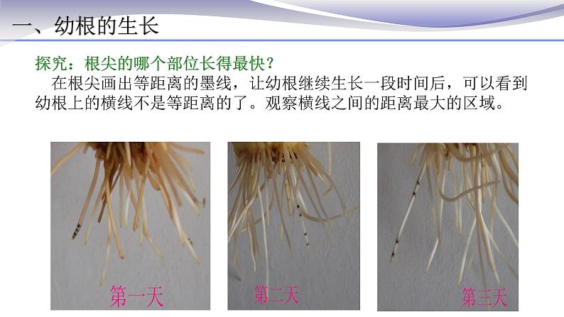 3.2.2 植株的生长-课件-人教版七年级上册生物05