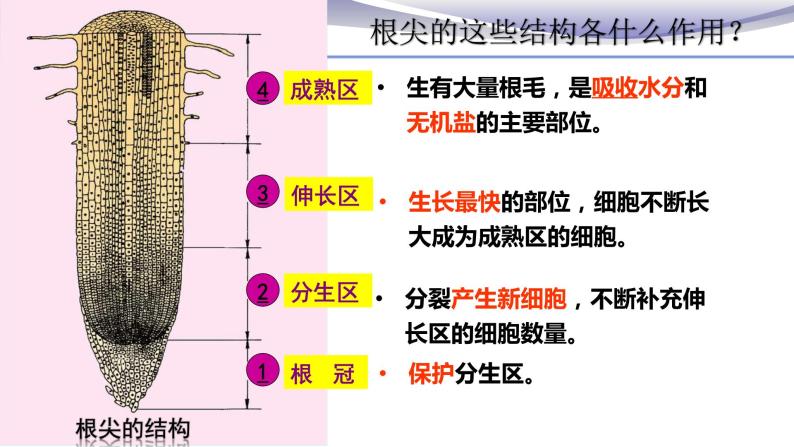 3.2.2 植株的生长-课件-人教版七年级上册生物06