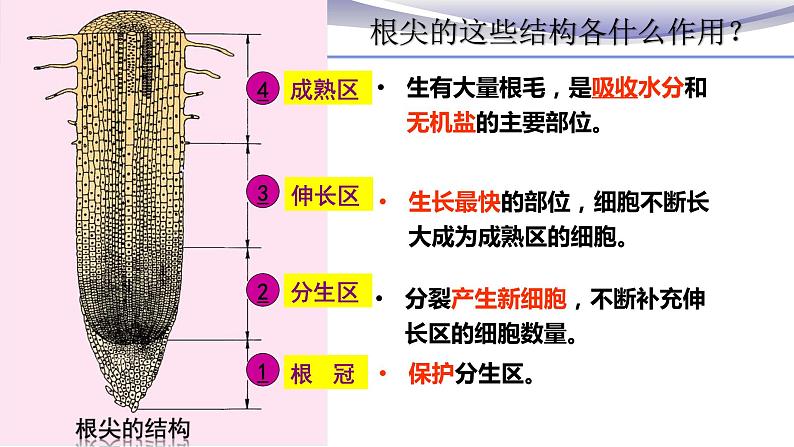 3.2.2 植株的生长-课件-人教版七年级上册生物06