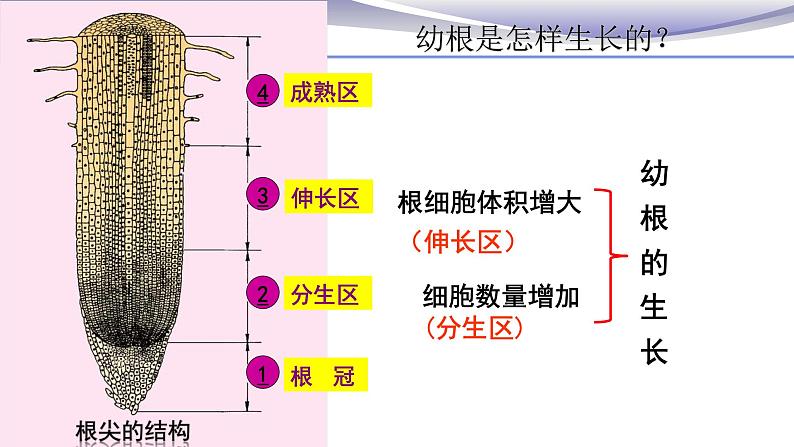 3.2.2 植株的生长-课件-人教版七年级上册生物07