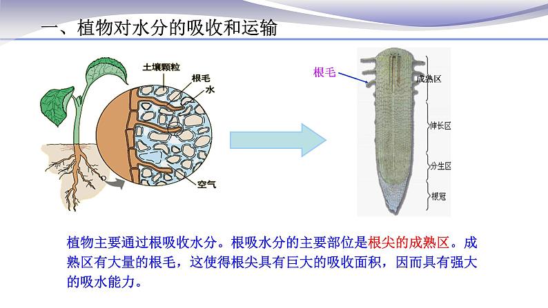 3.3 绿色植物与生物圈的水循环 课件 人教版七年级上册生物03