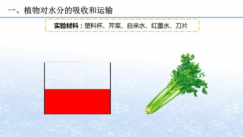 3.3 绿色植物与生物圈的水循环 课件 人教版七年级上册生物04