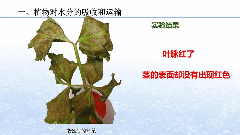 3.3 绿色植物与生物圈的水循环 课件 人教版七年级上册生物05