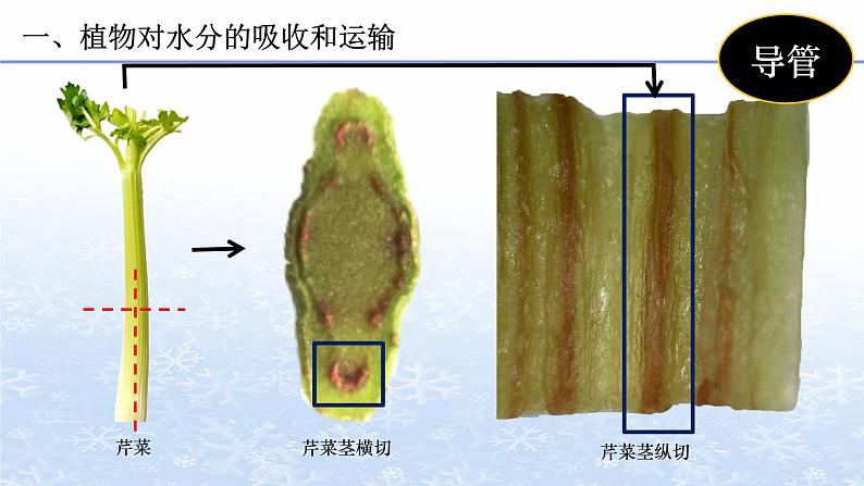 3.3 绿色植物与生物圈的水循环 课件 人教版七年级上册生物06