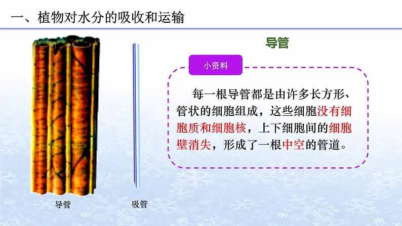 3.3 绿色植物与生物圈的水循环 课件 人教版七年级上册生物07