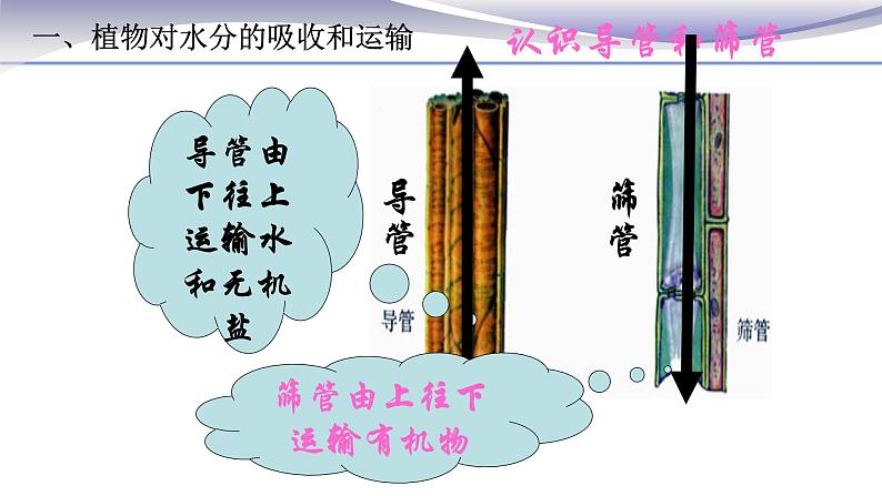 3.3 绿色植物与生物圈的水循环 课件 人教版七年级上册生物08