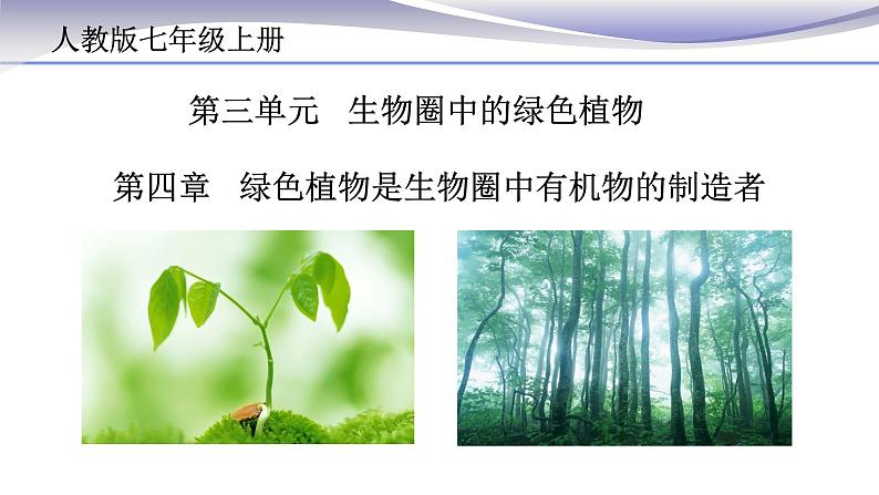 3.4 绿色植物是生物圈中有机物的制造者 课件 人教版七年级上册生物02