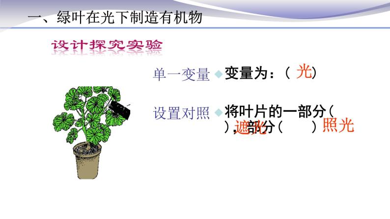 3.4 绿色植物是生物圈中有机物的制造者 课件 人教版七年级上册生物04