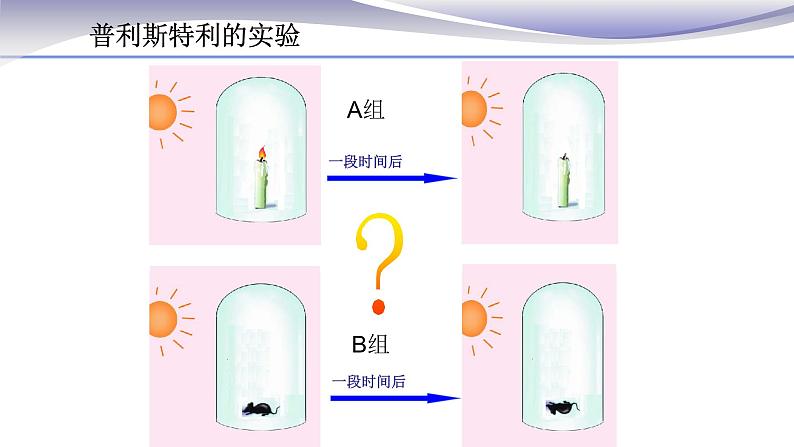 3.5.1 光合作用吸收二氧化碳释放氧气 课件 人教版七年级上册生物05