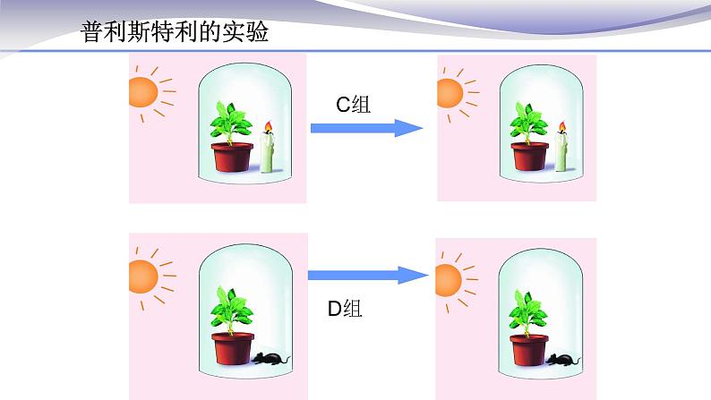 3.5.1 光合作用吸收二氧化碳释放氧气 课件 人教版七年级上册生物06