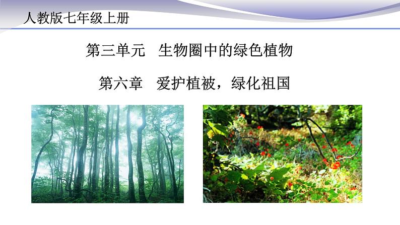 3.6 爱护植被，绿化祖国 课件 人教版七年级上册生物第2页