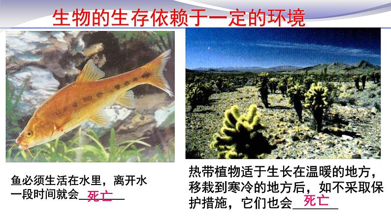 1.2.1 生物与环境的关系 课件 人教版七年级上册生物01