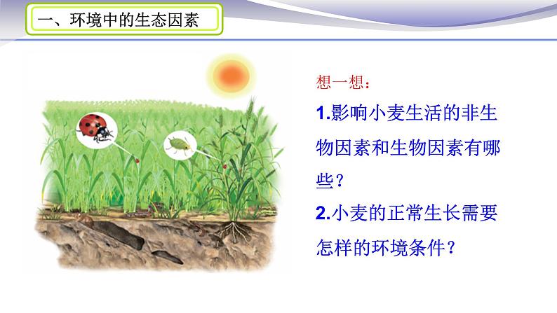 1.2.1 生物与环境的关系 课件 人教版七年级上册生物07