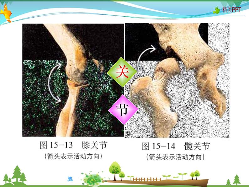 北师版 八年级生物上册 第五单元 第15章 第2节 动物运动的形成  教学课件第4页