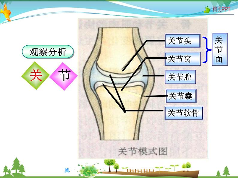 北师版 八年级生物上册 第五单元 第15章 第2节 动物运动的形成  教学课件第5页