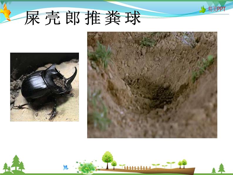 北师版 八年级生物上册 第五单元 第16章 第3节 动物行为的研究 教学课件05