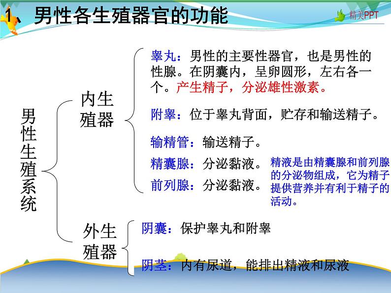 北师版 八年级生物上册 第六单元第19章 第1节 人的生殖和发育  教学课件第7页