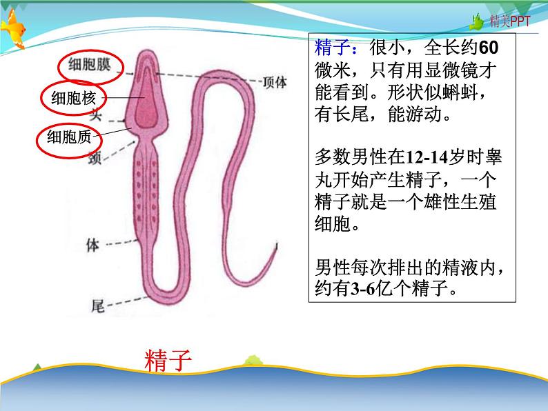 北师版 八年级生物上册 第六单元第19章 第1节 人的生殖和发育  教学课件第8页