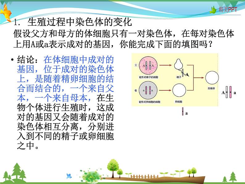 北师版 八年级生物上册 第六单元第20章 第4节 性别和性别决定 教学课件01