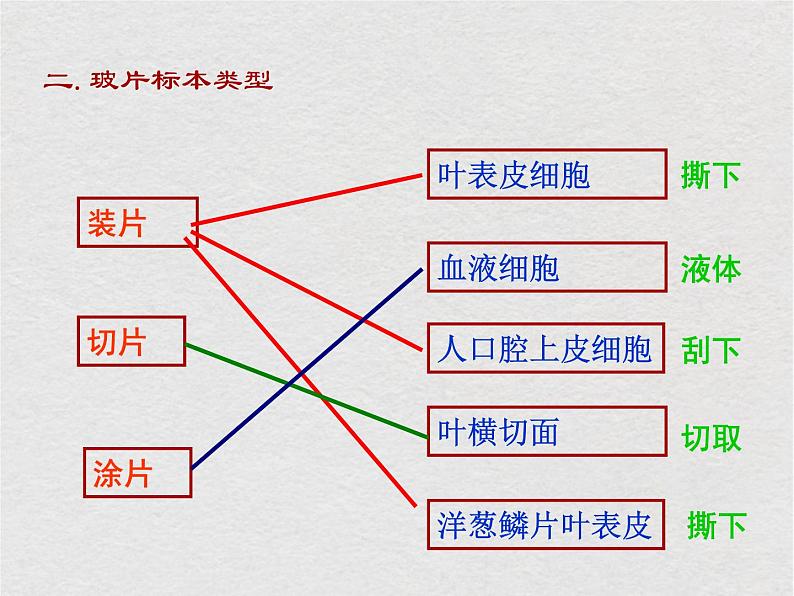 苏科版生物七年级下册课件：第8章 生物体有相同的基本结构 复习(共29张PPT)04