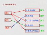 苏科版生物七年级下册课件：第8章 生物体有相同的基本结构 复习(共29张PPT)