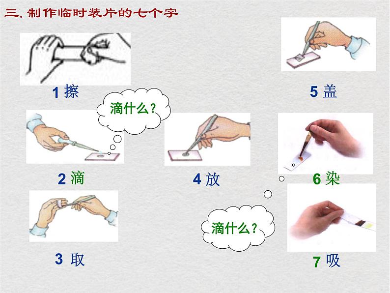 苏科版生物七年级下册课件：第8章 生物体有相同的基本结构 复习(共29张PPT)05