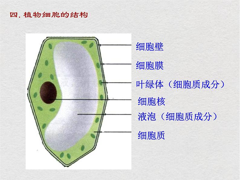 苏科版生物七年级下册课件：第8章 生物体有相同的基本结构 复习(共29张PPT)07