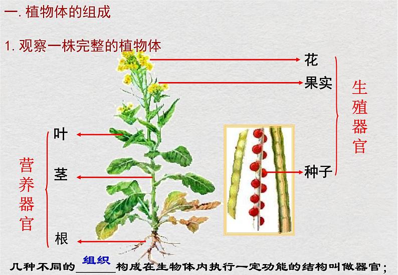 苏科版生物七年级下册课件：第9章 生物体有相似的结构层次 复习(共23张PPT)03