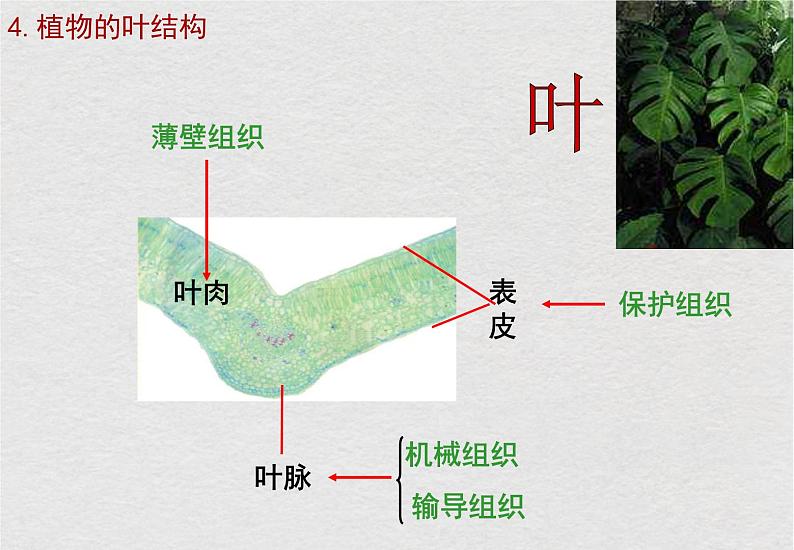 苏科版生物七年级下册课件：第9章 生物体有相似的结构层次 复习(共23张PPT)07