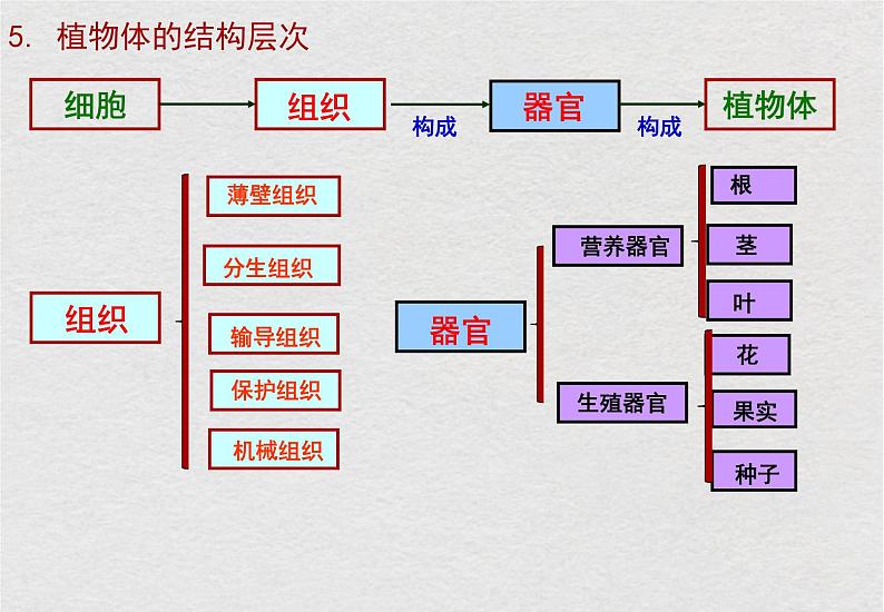 苏科版生物七年级下册课件：第9章 生物体有相似的结构层次 复习(共23张PPT)08