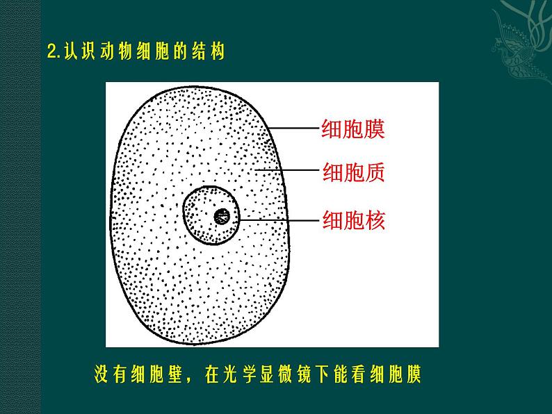 生物体的基本结构PPT课件免费下载05