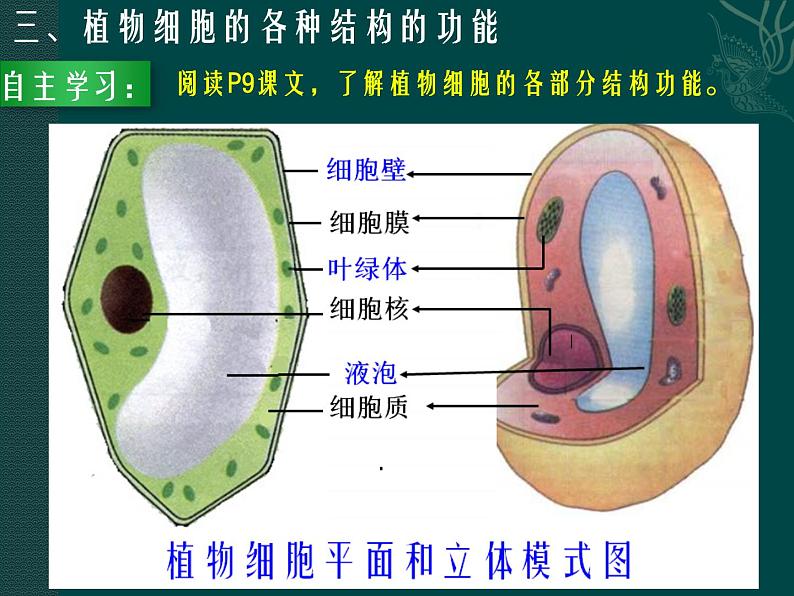 生物体的基本结构PPT课件免费下载08